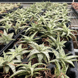 Aloe hybrid-Aloe-W4-6cm-image-6