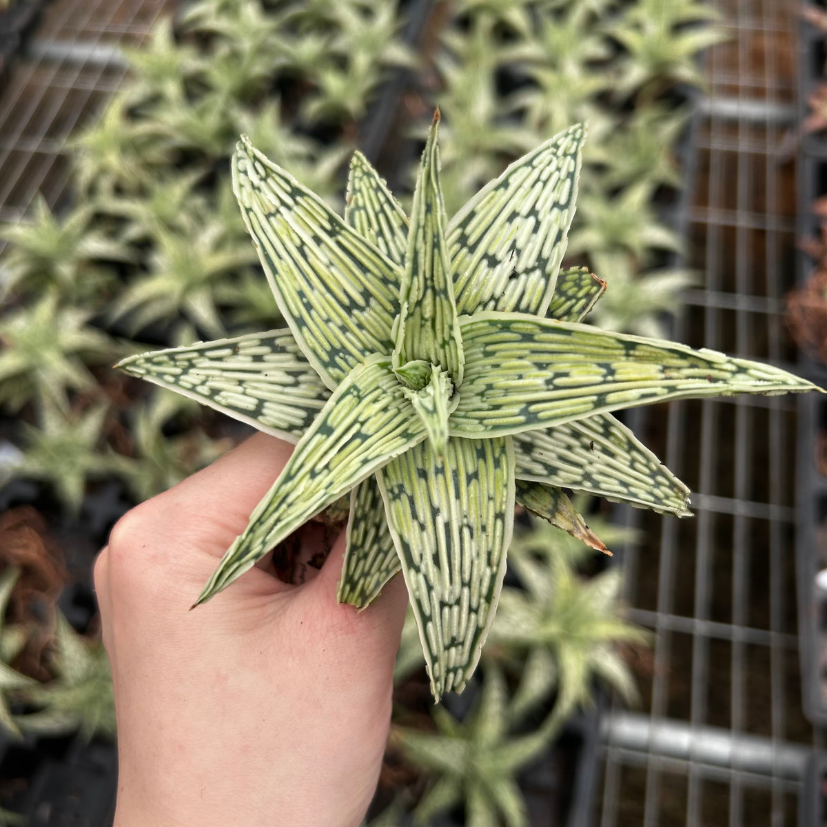 Aloe hybrid-Aloe-W4-6cm-image-1