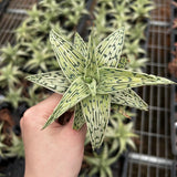 Aloe hybrid-Aloe-W4-6cm-image-1
