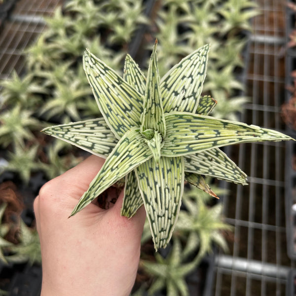 Aloe hybrid - BotanicalCollector