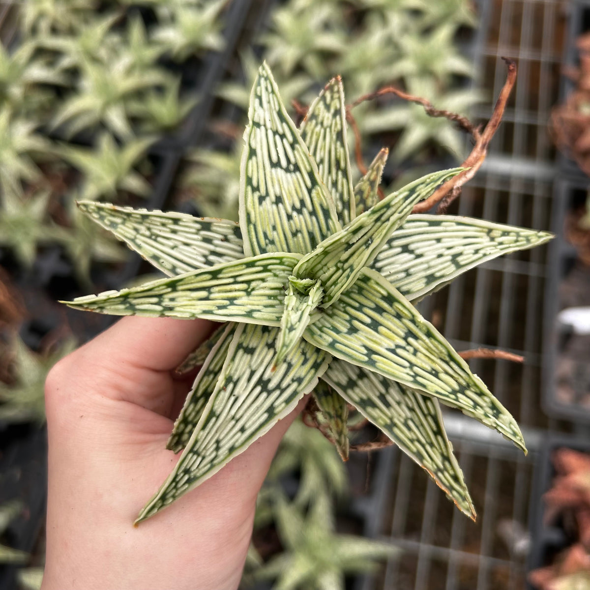 Aloe hybrid-Aloe-W4-6cm-image-2