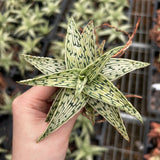 Aloe hybrid-Aloe-W4-6cm-image-2