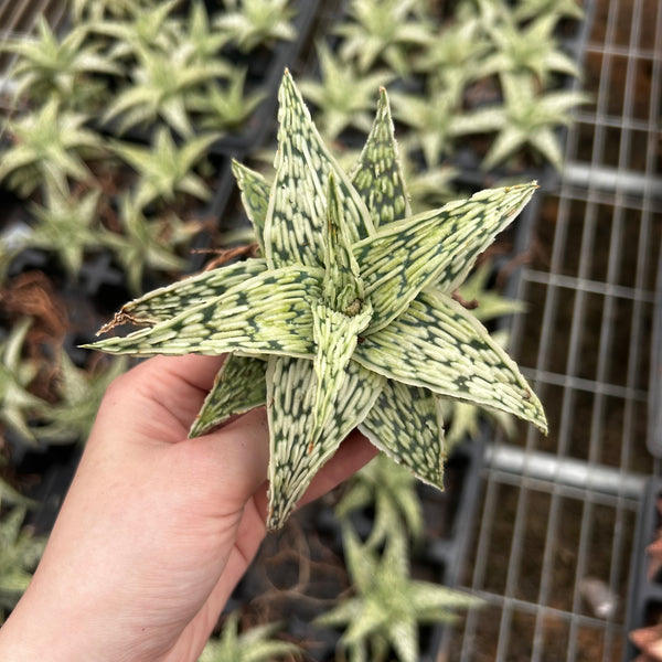 Aloe hybrid-Aloe-W4-6cm-image-3