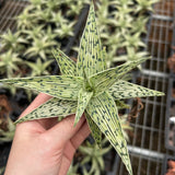 Aloe hybrid-Aloe-W4-6cm-image-4