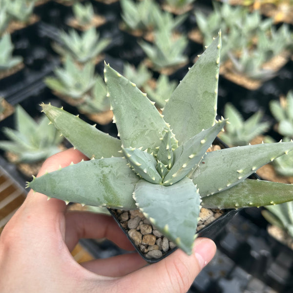 Aloe pillansii - BotanicalCollector