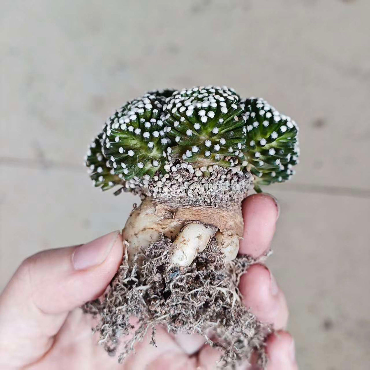Mammillaria luethyi-Mammillaria-W6cm-第7张
