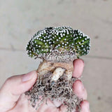Mammillaria luethyi-Mammillaria-W6cm-第7张