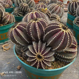 Uebelmannia pectinifera - BotanicalCollector