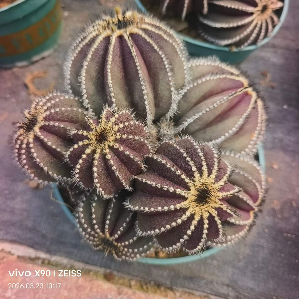 Uebelmannia pectinifera - BotanicalCollector