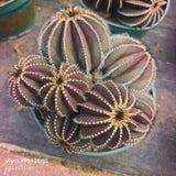 Uebelmannia pectinifera - BotanicalCollector