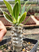 Pachypodium horombense-Pachypodium-H10cm-image-6