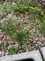 Euphorbia decidua-Euphorbia-W2-3cm-image-2