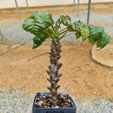Beiselia mexicana-Burseraceae-H8-10cm-image-1