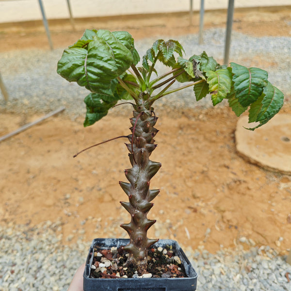 Beiselia mexicana - BotanicalCollector