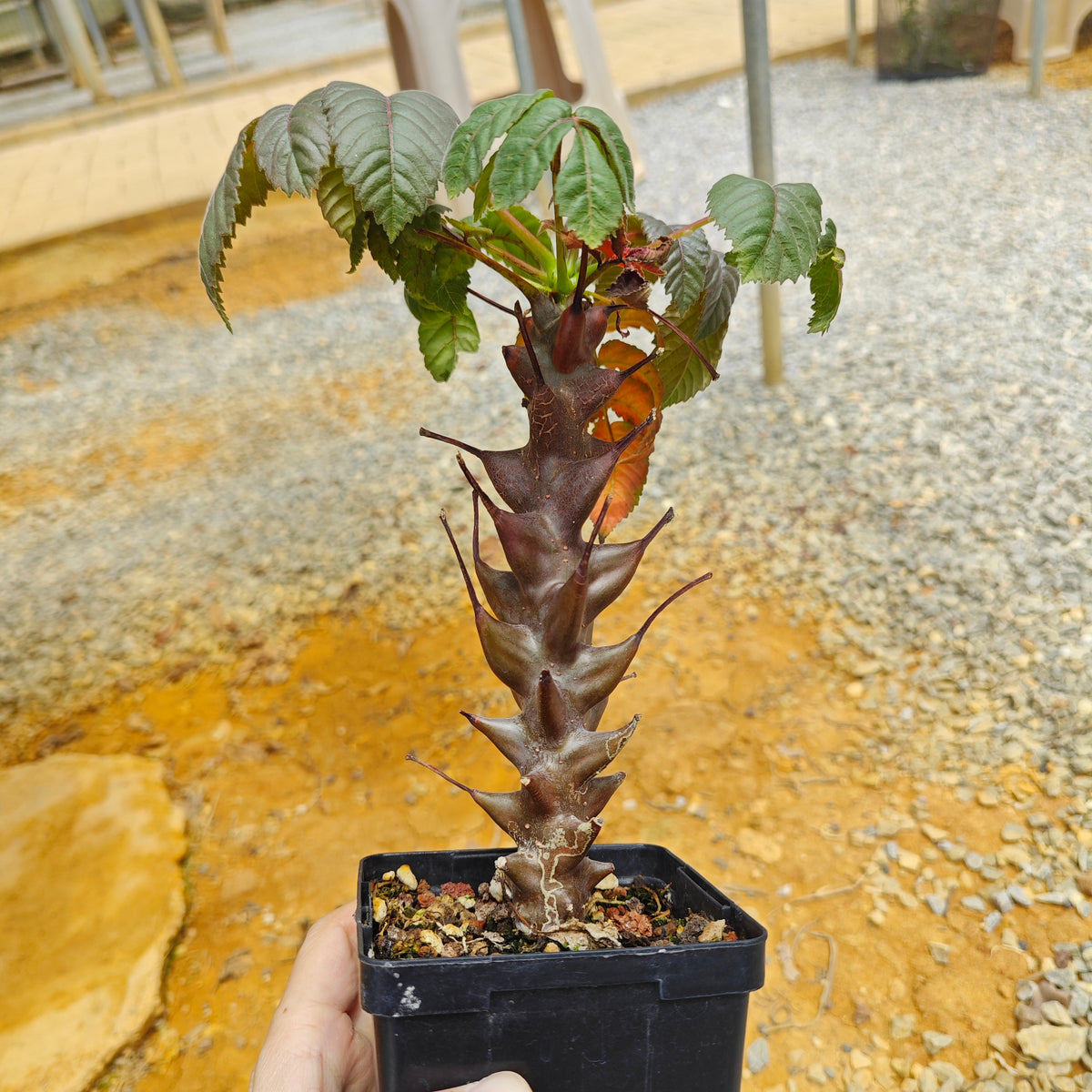 Beiselia mexicana-Burseraceae-H8-10cm-image-2