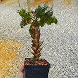 Beiselia mexicana-Burseraceae-H8-10cm-image-3