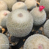 Epithelantha micromeris - BotanicalCollector