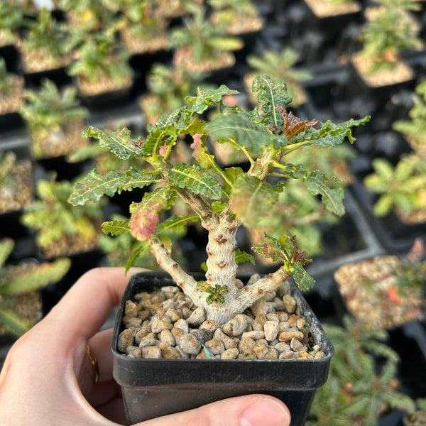 Boswellia nana - BotanicalCollector
