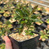 Boswellia nana-Boswellia-H5cm-image-2