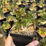 Boswellia nana-Boswellia-H5cm-image-3