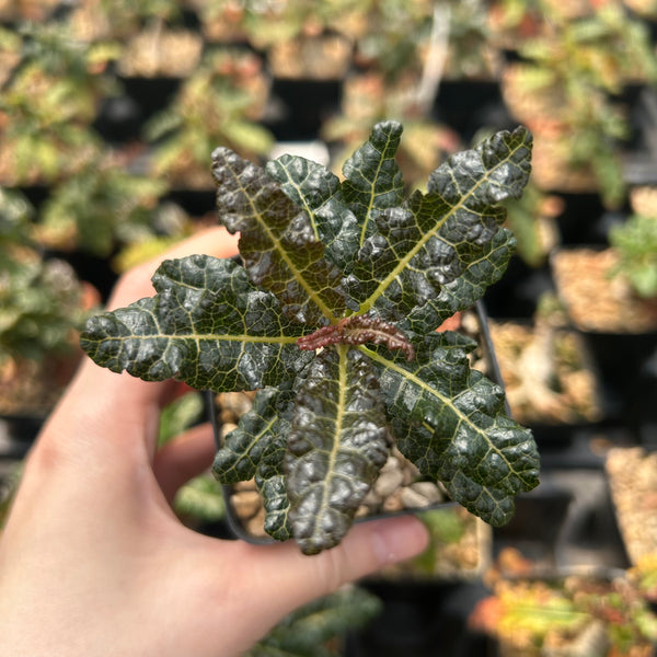 Boswellia nana Seeds — Boswellia — 2026 seed listing — 1 Seed — image 2: plant specimen shown as a reference for this seed listing