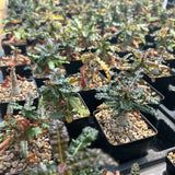 Boswellia nana-Boswellia-H5cm-image-7