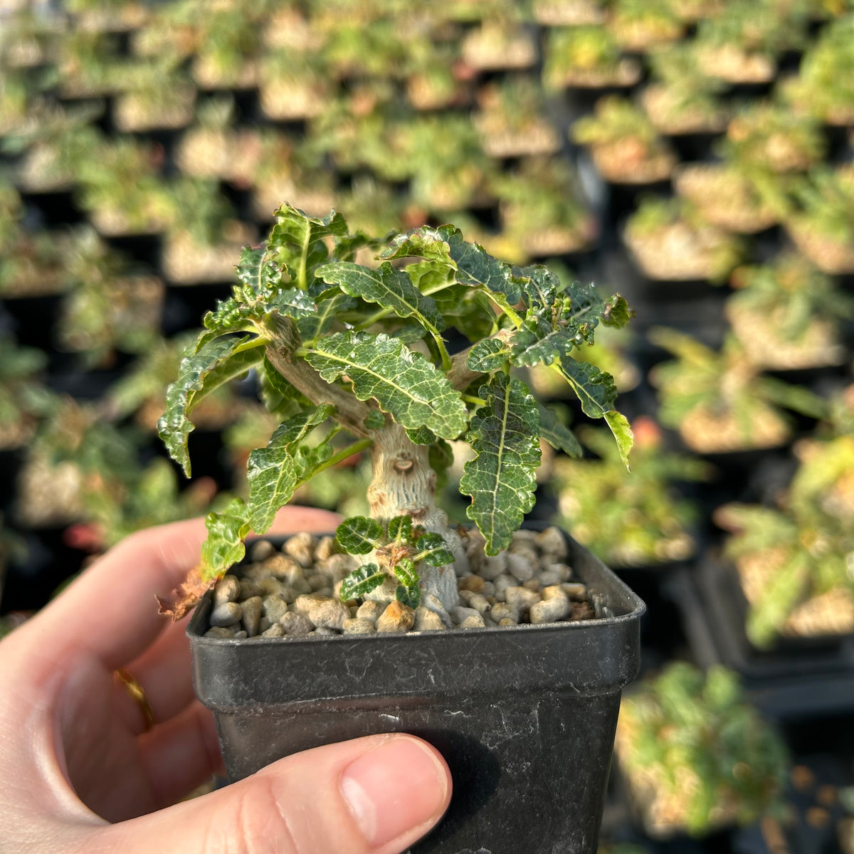 Boswellia nana Seeds — Boswellia — 2026 seed listing — 1 Seed — image 3: plant specimen shown as a reference for this seed listing