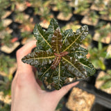 Boswellia nana-Boswellia-H5cm-image-6
