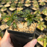Boswellia nana-Boswellia-H5cm-image-4
