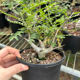 Boswellia neglecta-Boswellia-H8-10cm-image-2