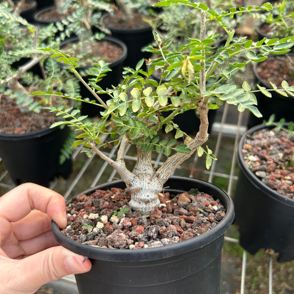 Boswellia neglecta - BotanicalCollector