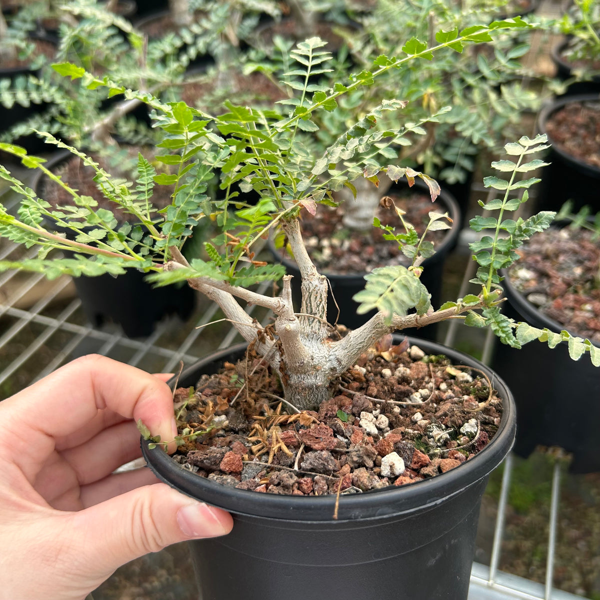 Boswellia neglecta-Boswellia-H8-10cm-image-3
