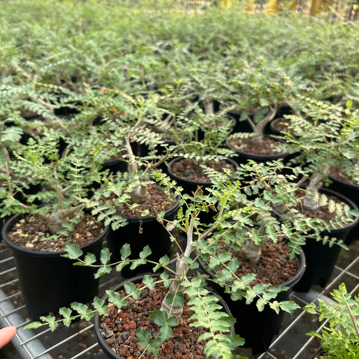 Boswellia neglecta-Boswellia-H8-10cm-image-5