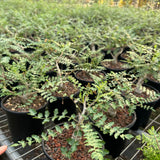 Boswellia neglecta-Boswellia-H8-10cm-image-5