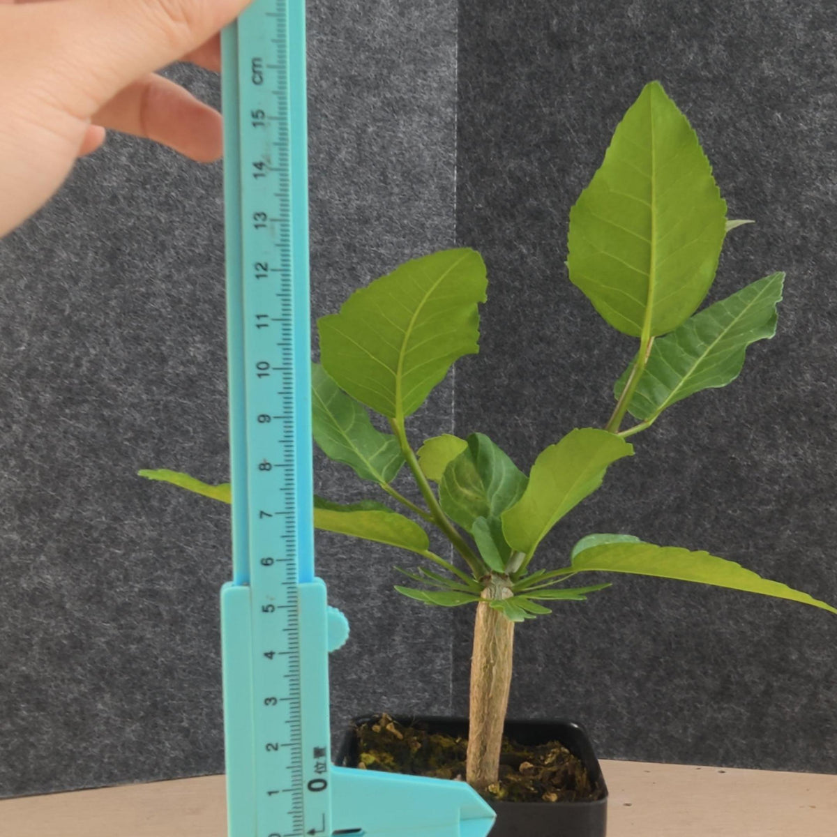 Bursera schlechtendalii 31 - BotanicalCollector