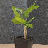 Bursera schlechtendalii 31 - BotanicalCollector