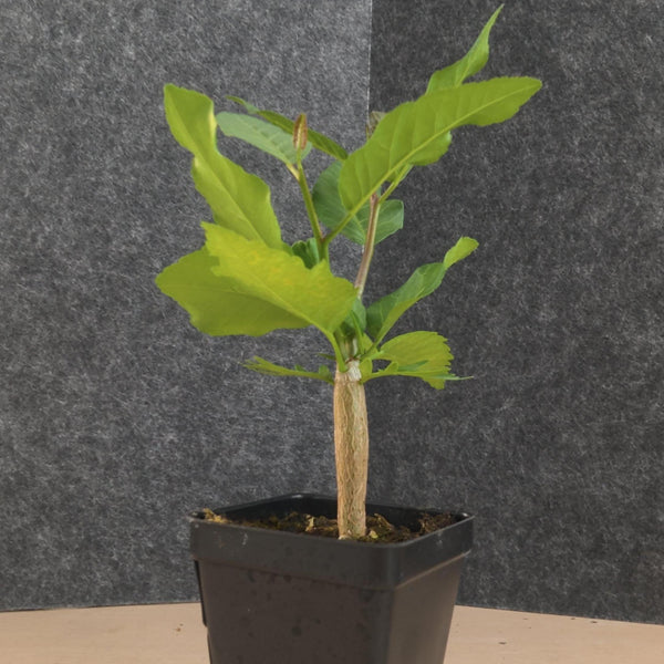 Bursera schlechtendalii 31 - BotanicalCollector