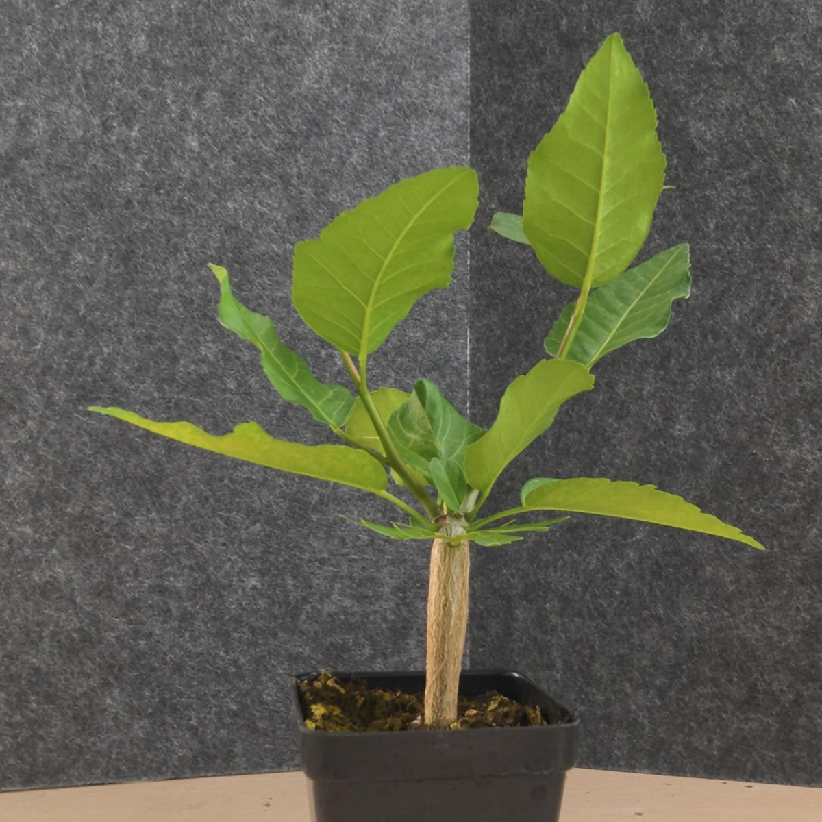 Bursera schlechtendalii 31 - BotanicalCollector