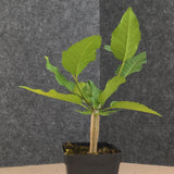 Bursera schlechtendalii 31 - BotanicalCollector