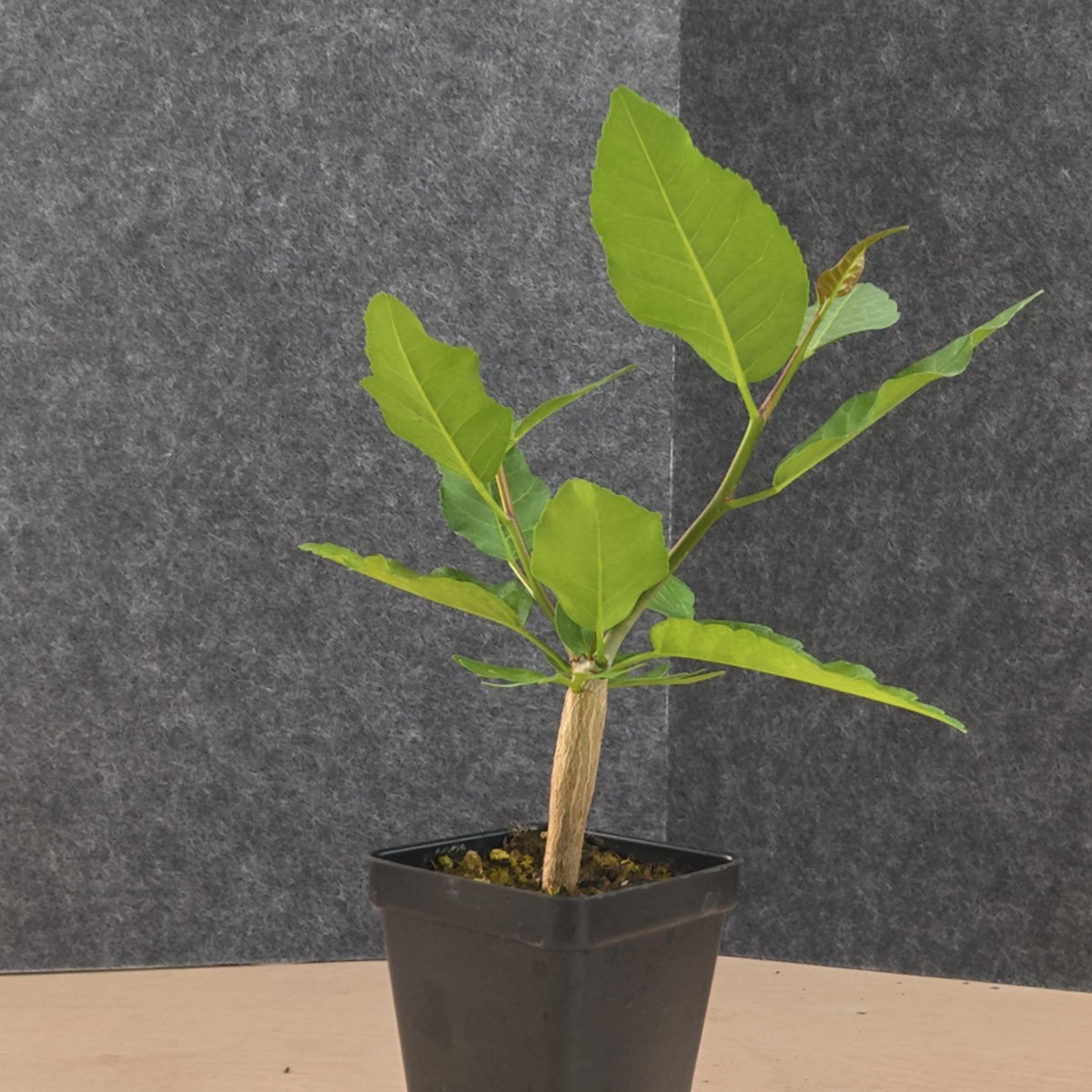 Bursera schlechtendalii 31 - BotanicalCollector