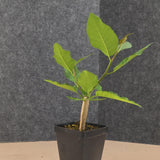 Bursera schlechtendalii 31 - BotanicalCollector