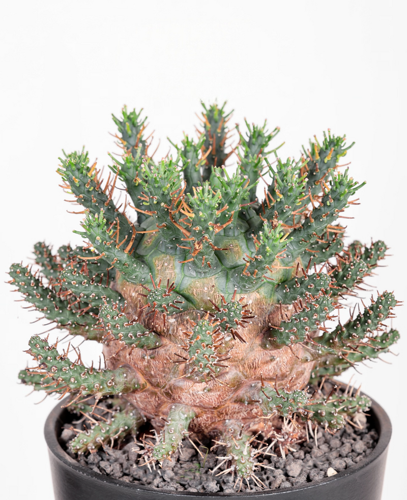 Rare & Unusual Varieties