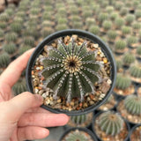 Uebelmannia pectinifera — Same Size Shipped, W6.5cm, Offset