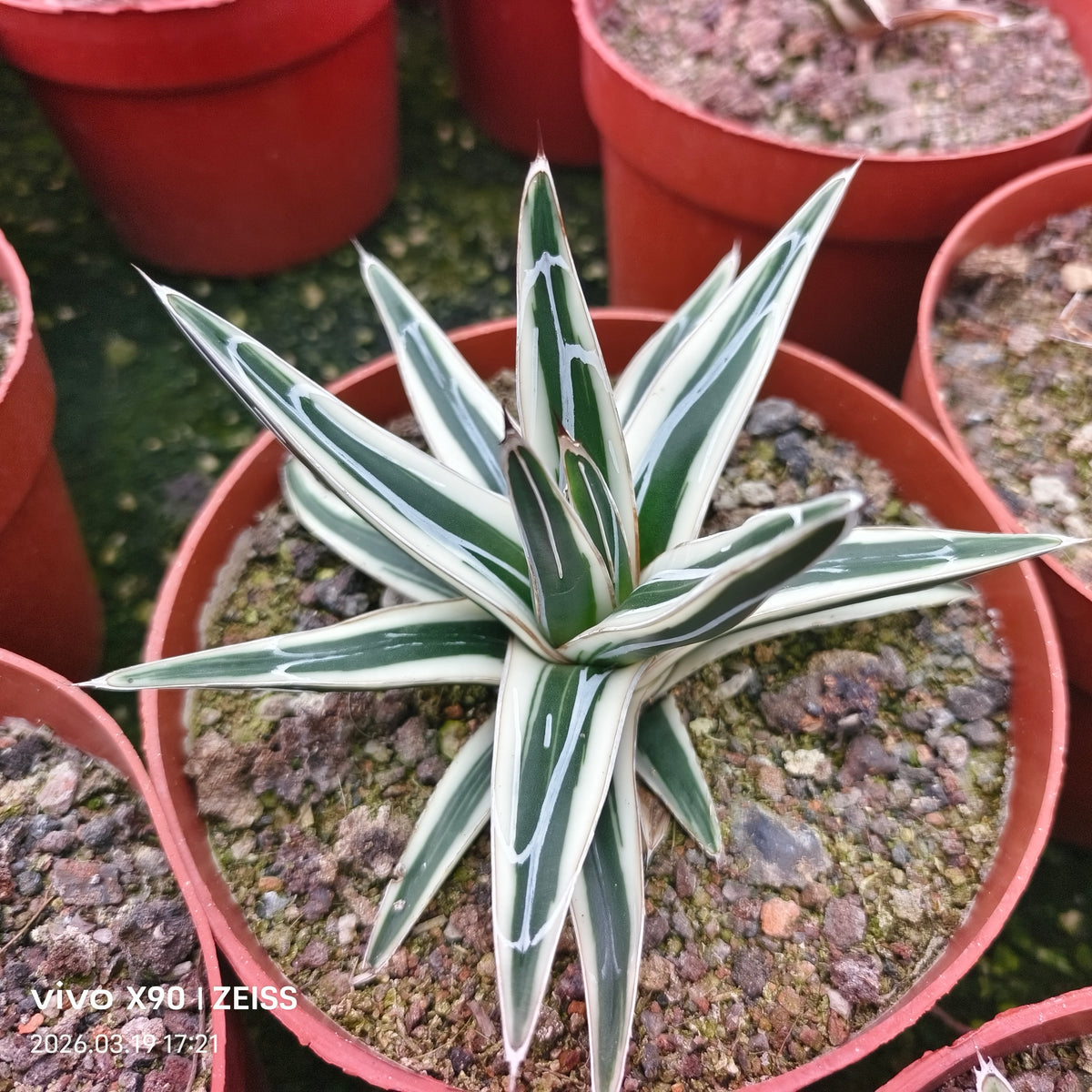 Agave victoriae-reginae 'White Rhino' - BotanicalCollector