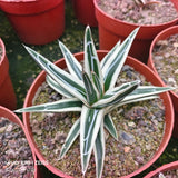 Agave victoriae-reginae 'White Rhino' - BotanicalCollector
