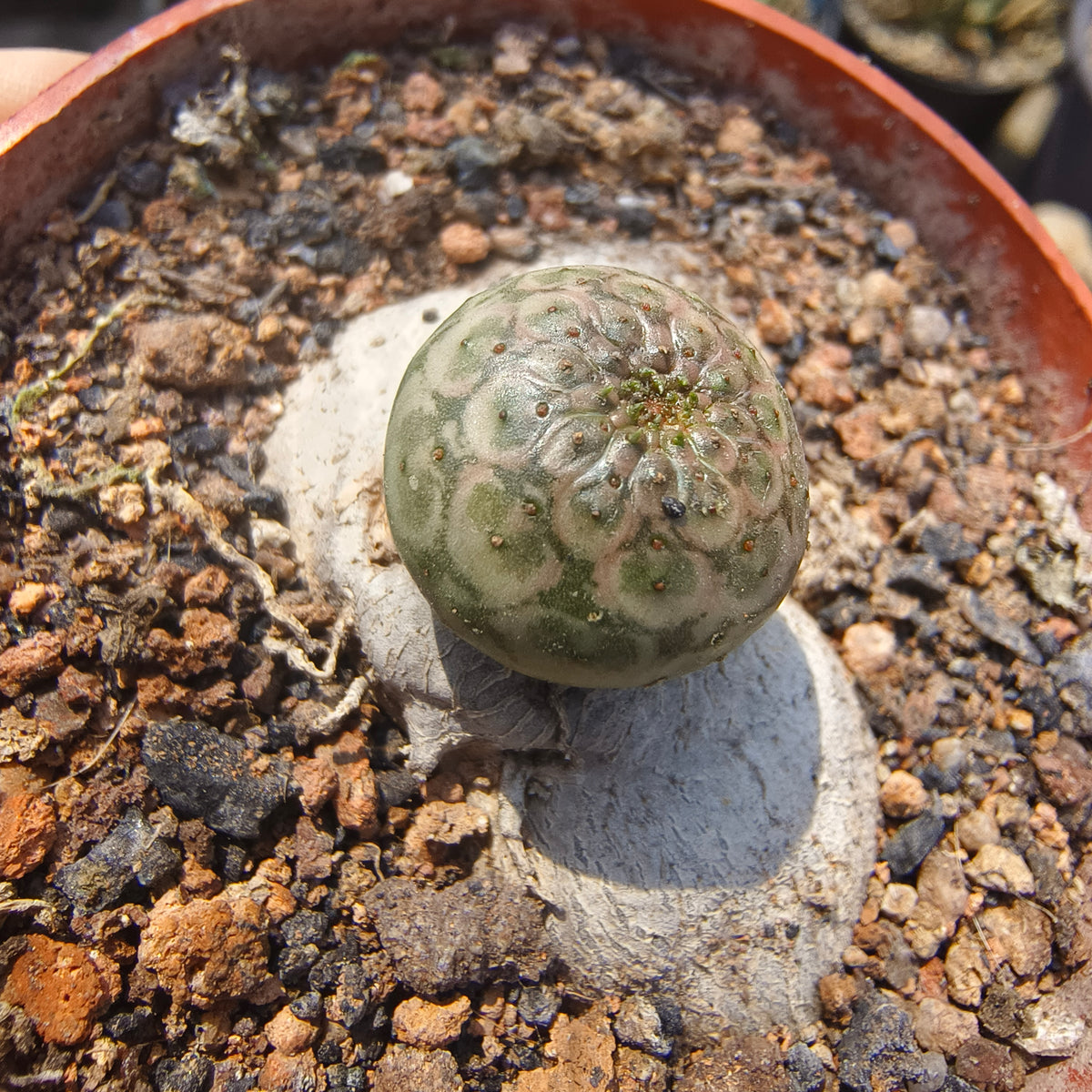 Euphorbia turbiniformis-Euphorbia-W1.5-2cm-image-6