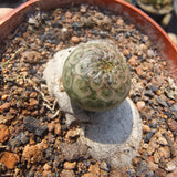 Euphorbia turbiniformis-Euphorbia-W1.5-2cm-image-6