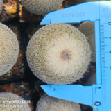Epithelantha micromeris - BotanicalCollector