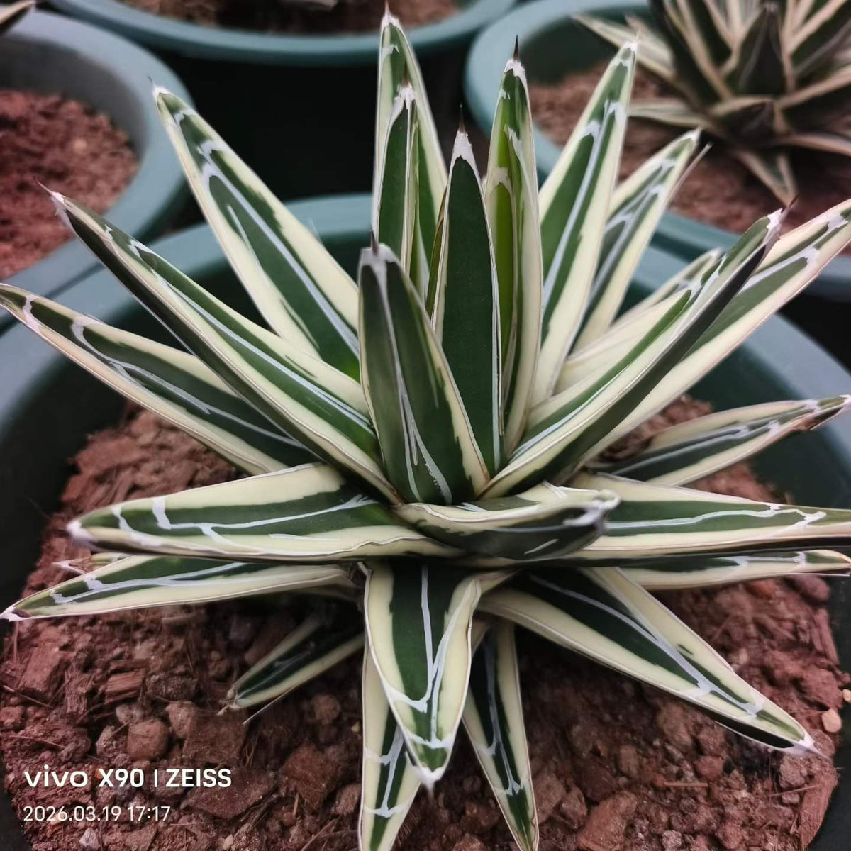Agave victoriae-reginae 'White Rhino'