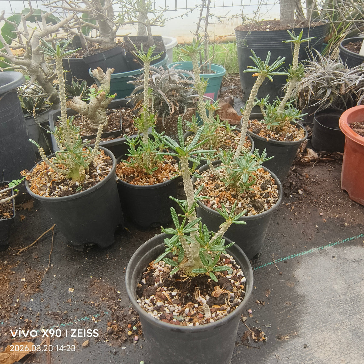 Dorstenia gigas bullata - BotanicalCollector